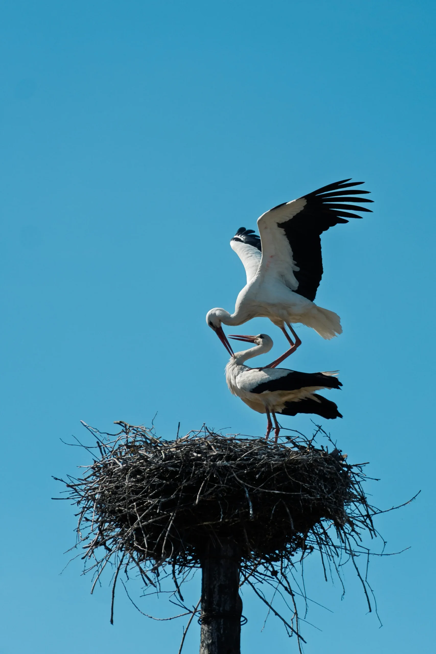 white stork